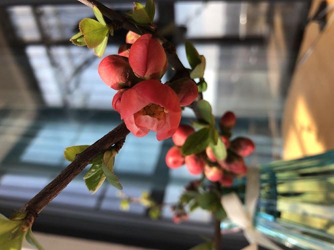 鄭州北大青鳥翔天信鴿校區2019年新生春季軍訓