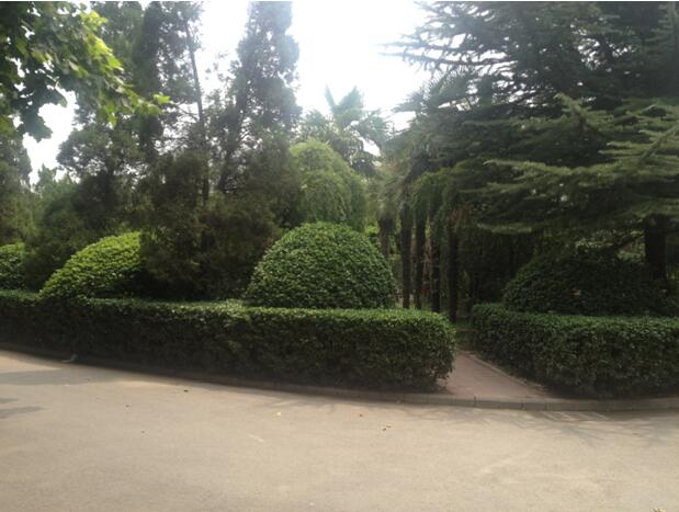 鄭州北大青鳥翔天信鴿校區中心花園